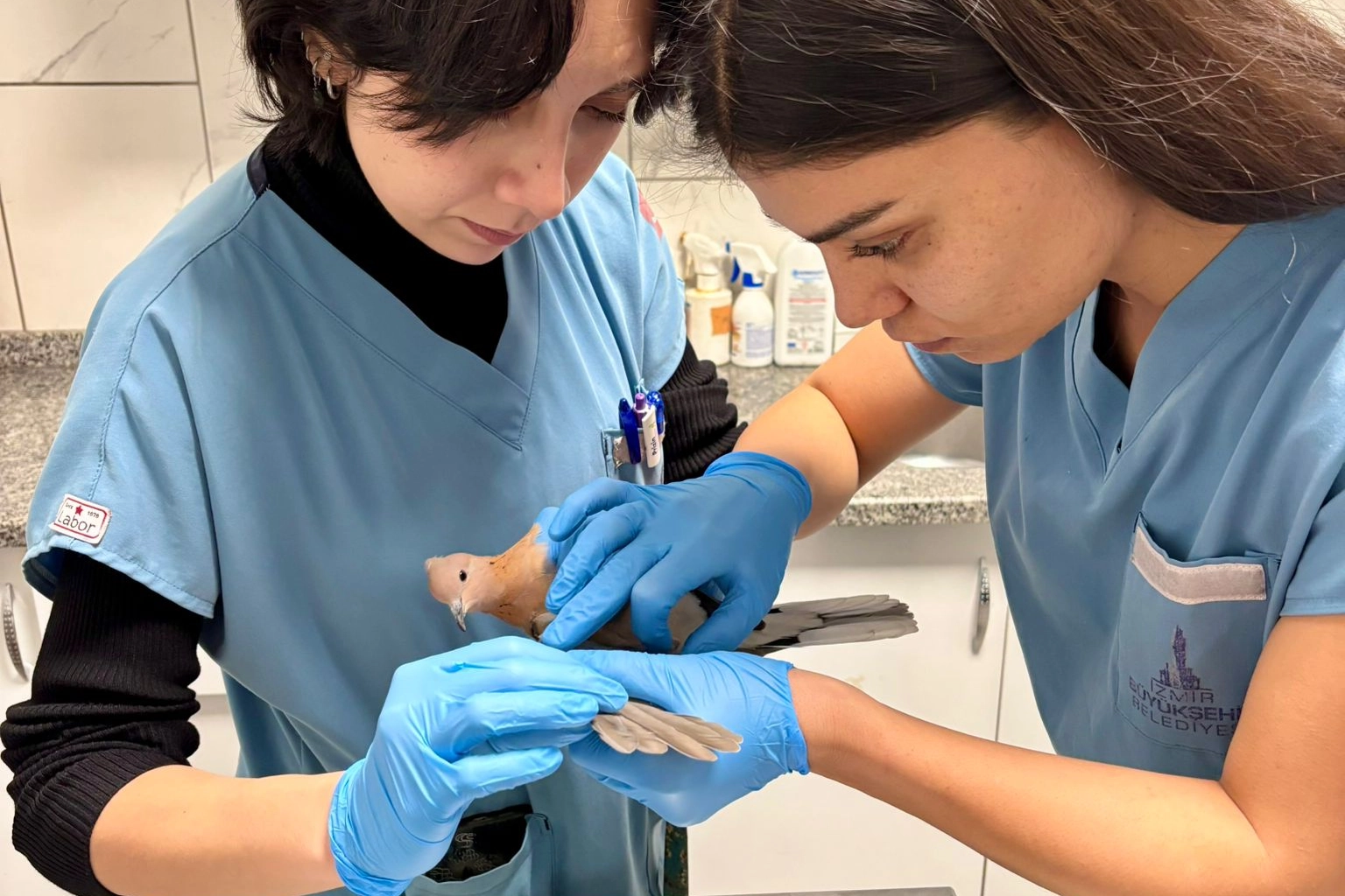 İzmir&rsquo;de umudu b&uuml;y&uuml;ten g&ouml;r&uuml;nt&uuml;ler... Yaralı g&uuml;vercin şifa buldu