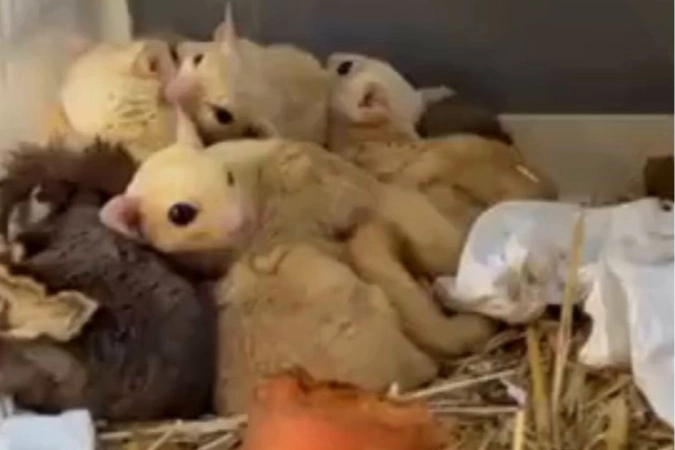 Isparta&rsquo;da yasa dışı 35 hayvana el konuldu