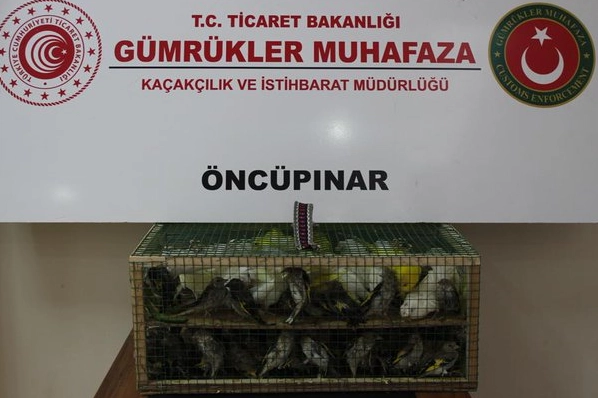 G&uuml;mr&uuml;k Muhafaza'dan ka&ccedil;ak&ccedil;ılığa darbe! 2026'da 58 bin 519 canlı hayvan kurtarıldı