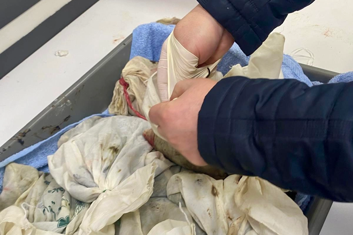 İstanbul Havalimanı&rsquo;nda ka&ccedil;ak s&uuml;l&uuml;k operasyonu... 90 bin canlı tıbbi s&uuml;l&uuml;k ele ge&ccedil;irildi