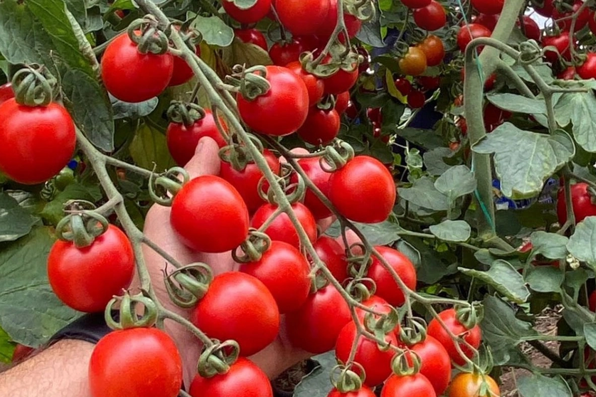 Balıkesir&rsquo;de zincir markete 'fahiş fiyat' incelemesi... Zincir markette kokteyl domates vurgunu!