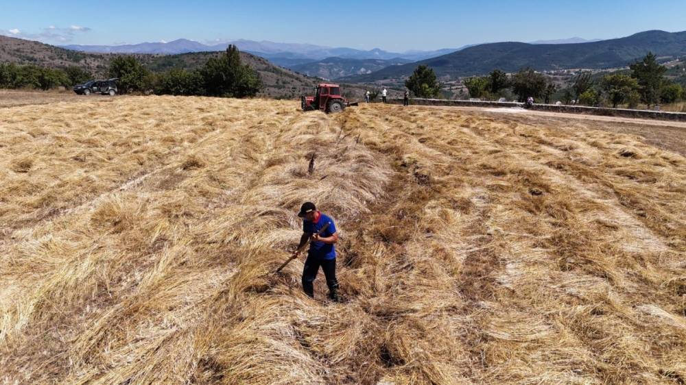 Ordu’da 'Siyez Buğdayı'nda çiftçilere peşin ödeme dönemi başladı 