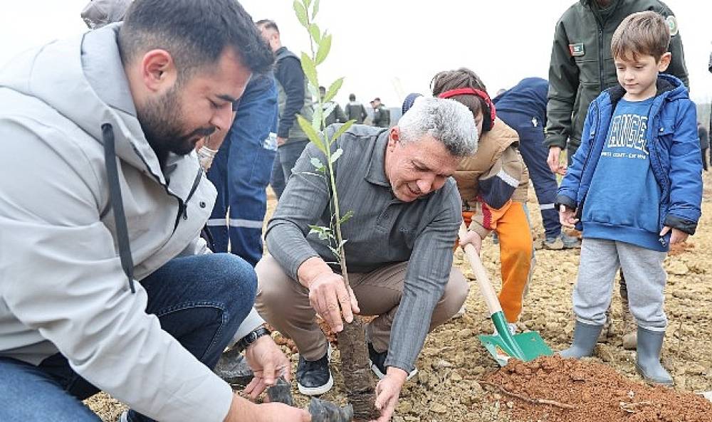 Kandıra'da 1.500 Defne Fidanı Toprakla Buluştu.