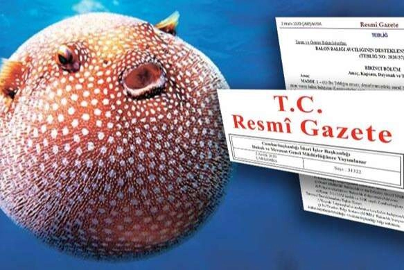 Balon Balığı avcılığı destekleri artırıldı... Zehirli t&uuml;re destek 35 TL'ye y&uuml;kseltildi