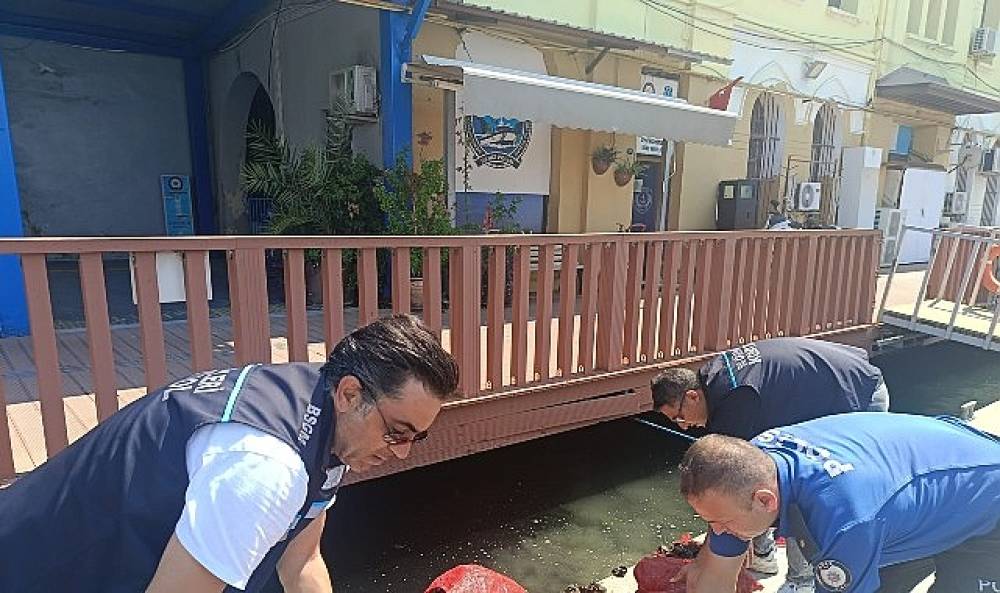 Yasa Dışı Kara Midye Avcılığına Ge&ccedil;it Yok