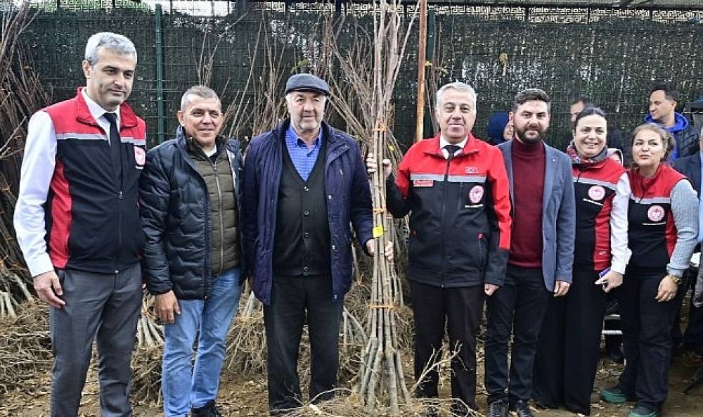 İzmirli Kestane Üreticilerine Kestane Gal Arısına Dayanıklı 2 bin 620 Fidan Dağıtıldı