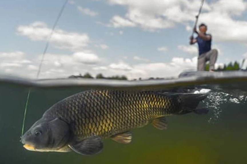İ&ccedil; sularda sazangiller i&ccedil;in av yasağı başladı