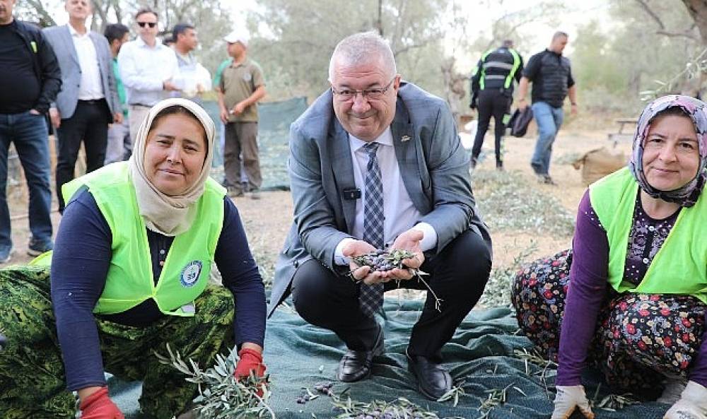 Edremit Belediyesi'nde zeytin hasadı başladı