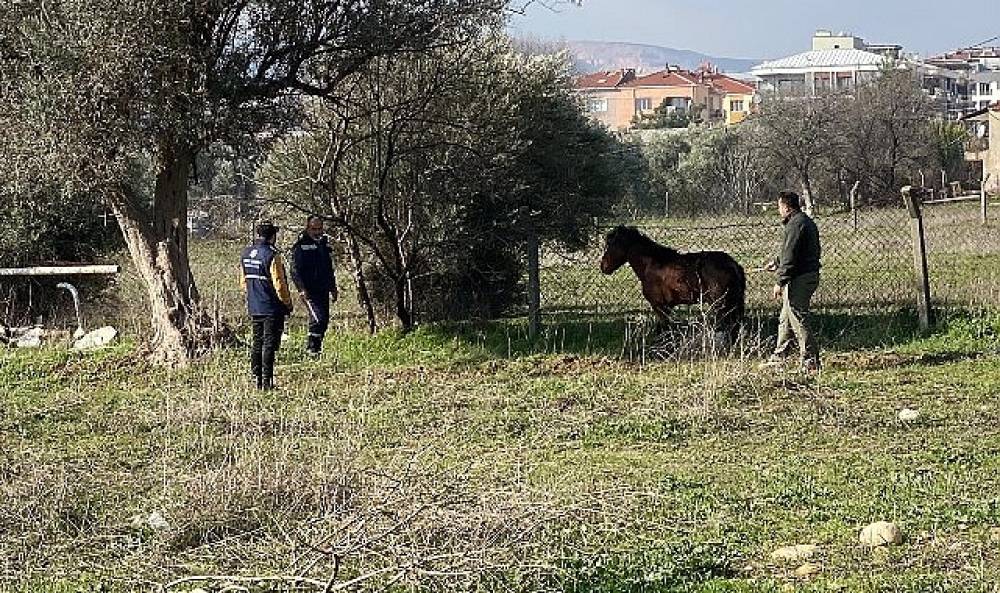 Kemalpaşa'da vatandaşlar tarafından yaralı halde bulunan Yılkı Atı, tedavi edilerek doğal yaşama salındı