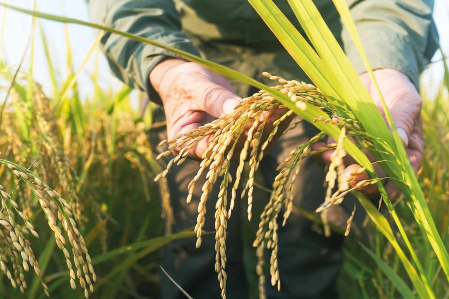 Edirne&rsquo;de Uluslararası &Ccedil;eltik &Ccedil;alıştayı başlıyor