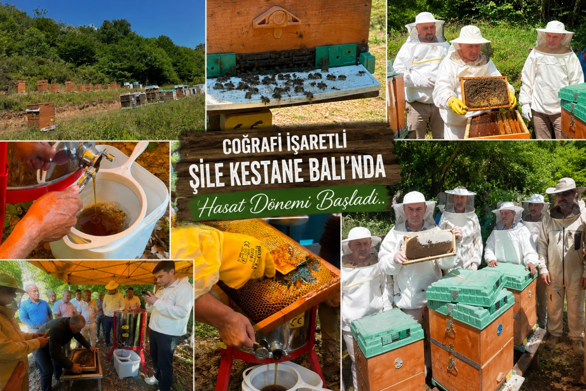 Coğrafi İşaretli Şile Kestane Balı&rsquo;nda Hasat D&ouml;nemi Başladı