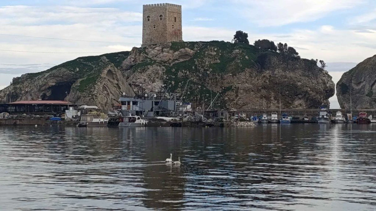 Şile Limanı Doğanın Zarif Misafirlerini Ağırlıyor