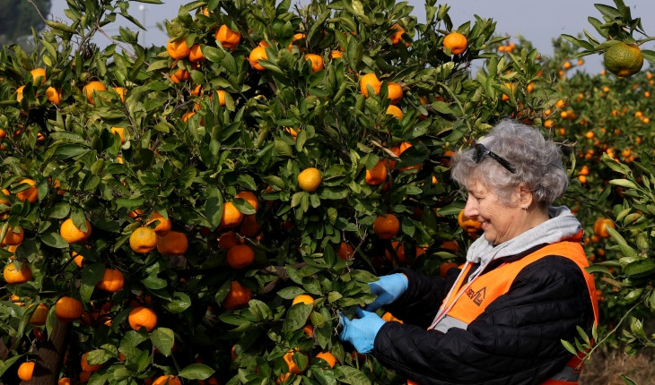 TAMAMEN DOĞAL ÜRETİLEN  “LÖSEV Doğal Satsuma Mandalinaları”  SAĞLIKLI BESLENMEDE SEMBOL HALİNE GELDİ