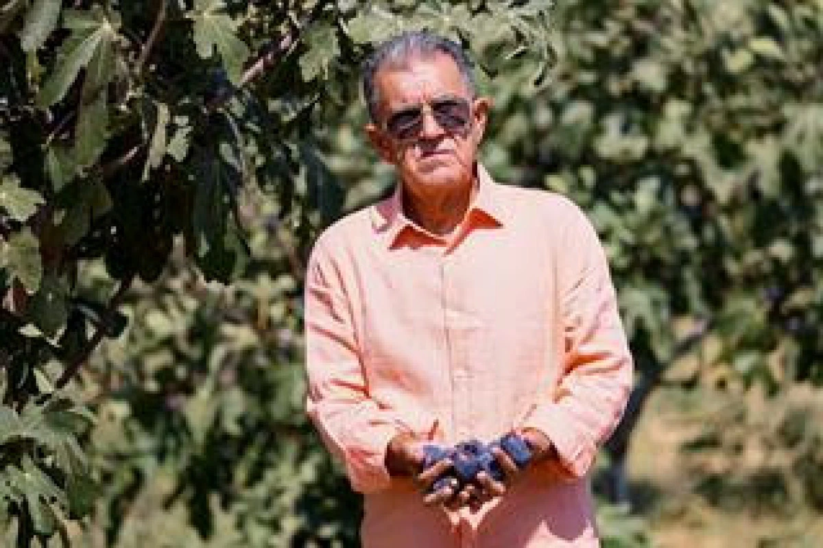 T&uuml;rkiye'nin incirdeki yeni yıldızı "Siyah orak", Kuzey Ege'de yayılıyor