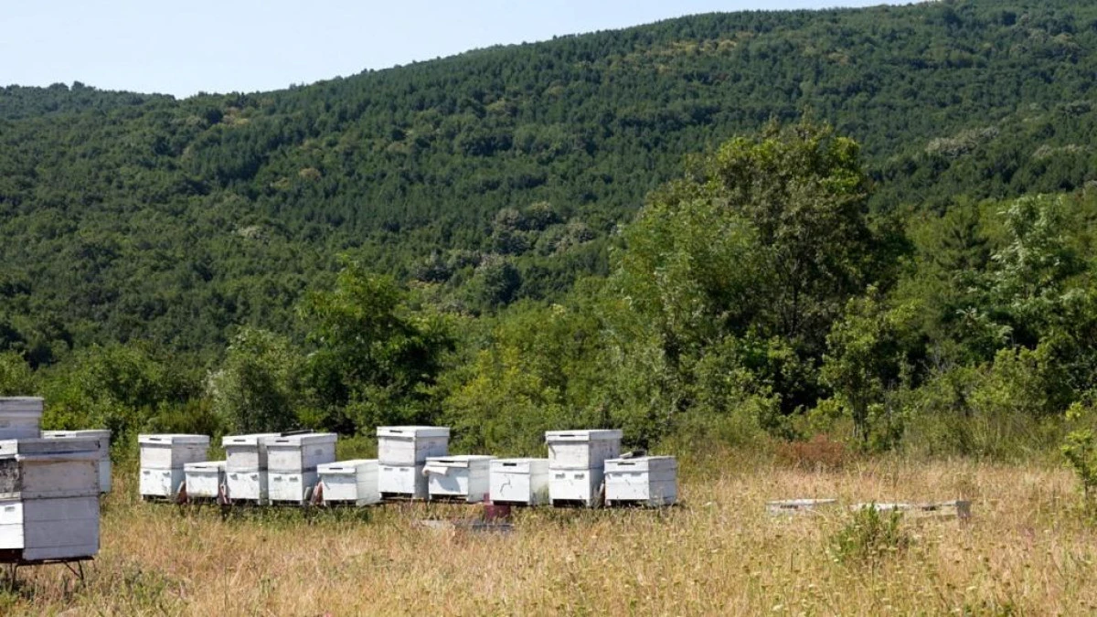 YALOVA BELEDİYESİ&rsquo;NDEN  COĞRAFİ İŞARETLİ &lsquo;YALOVA KESTANE BALI&rsquo;NA TANITIM DESTEĞİ